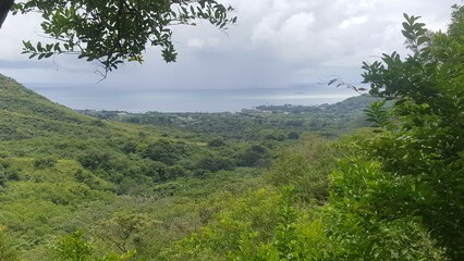 forest in the mountains