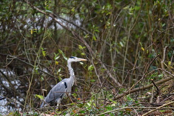 Great blue heron, River Barrow, Bagenalstown (Muine Bheag), County Carlow, Ireland