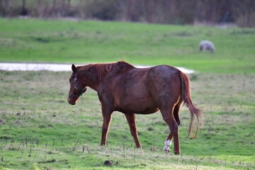 Horses in a meadow, River Barrow, Bagenalstown (Muine Bheag), County Carlow, Ireland