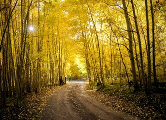 aspen grove dirt road trail colorado