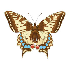 Butterfly color isolated , for collage and embroidery. Vector illustration.