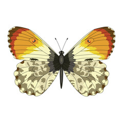 Butterfly color isolated , for collage and embroidery. Vector illustration.