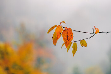 Vibrant fall leaves clinging to a tree branch on a foggy autumn day
