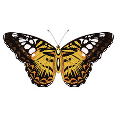 Naklejka premium Butterfly color isolated , for collage and embroidery. Vector illustration.