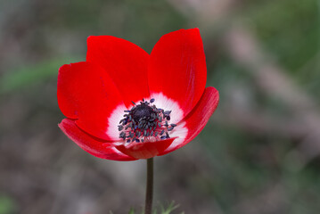 wildflowers images. photos of various anemone.