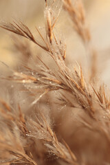 Smoke soft focus dry wild grass ear bouquet with water drop. Nature beige, brown neutral background.
