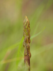 Wild green asparagus growing in a field