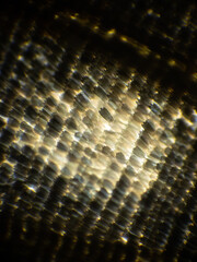 Red Lacewing Brushfoot Butterfly Wing Scales Under Microscope