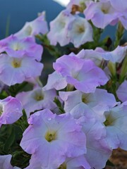 Delicate Pink and White Flowers Blooming in Natural Landscape