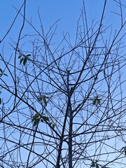 Silhouette of Leafless Tree Branches Against Clear Blue Sky