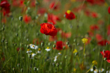 field of poppies
