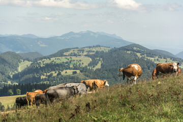 Prés de Chasseral sur le Territoire de la Commune de Villeret en Août 2024 (Canton de Berne)