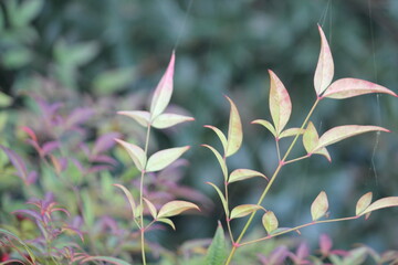 Image of a blooming zelkova tree on the Daecheongcheon Stream trail
