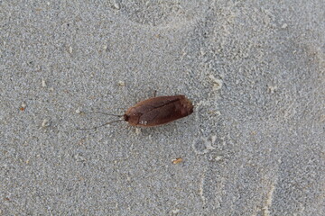 bug on the sand