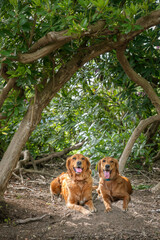Obraz premium Two Golden Retriever dogs in the forest in the summer