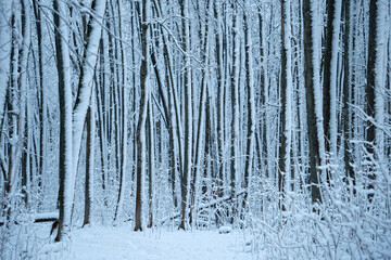 beautiful winter landscape. Frozen snowy trees in forest, abstract Winter nature background. cold frosty weather season. 