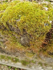 blooming green moss on stones