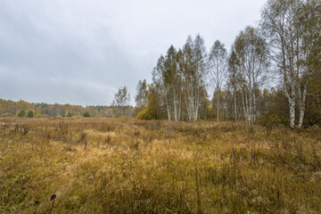 Obraz premium A field of trees with a cloudy sky in the background