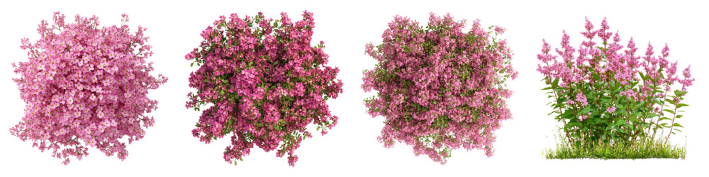 Magic carpet spirea isolated on transparent background, Set of