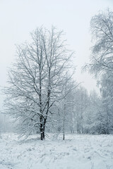beautiful winter landscape. Frozen snowy forest trees, abstract Winter nature background. cold frosty weather season. first fallen snow