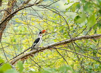 Von der Decken's Hornbill, (Tockus deckeni)perched on a tree © Wollwerth Imagery