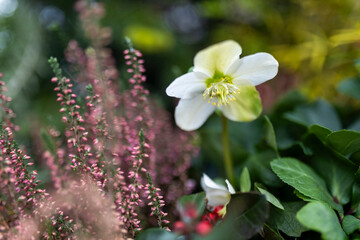 Hellebore flowers and raspberry-colored heather flowers decorate the entrance to the restaurant on Christmas Eve.
