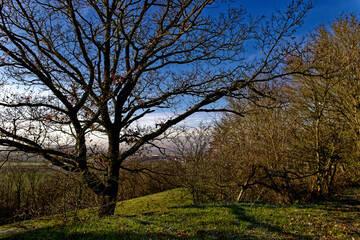 cold winter sunny morning in Bovaria