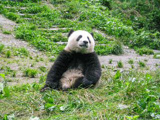 Relaxed Giant Panda Sitting in Green Natural Habitat