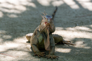 frontal close-up of a green inguana