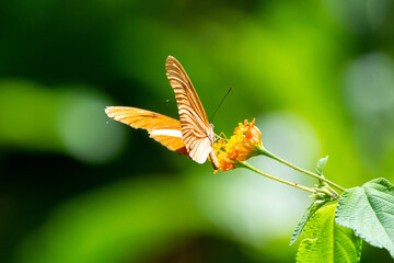 close-up of a Julia butterfly sitting on a yellow flower with a blurry background