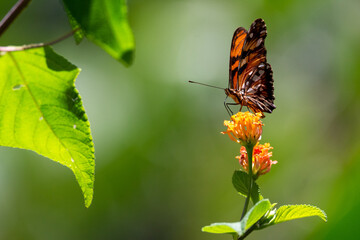 close-up of a Julia butterfly sitting on a yellow flower with a blurry background