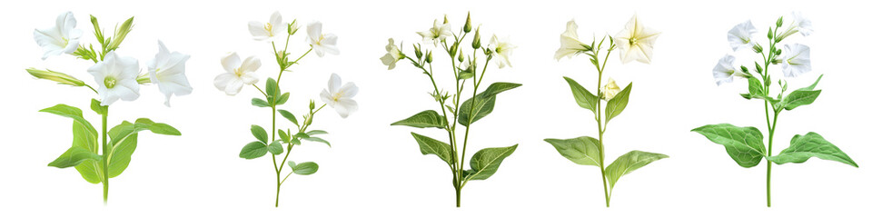 Naklejka premium Nicotiana isolated on transparent background, Set of