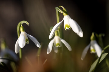 Obraz premium Faszination Schneeglöckchen