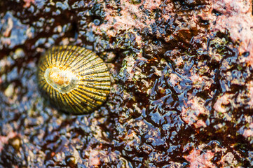Closeup shot of a limpet on colorful volcanic rock on a beach in Maui
