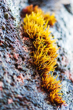 Algae or fungi growing on colorful volcanic rock along a beach in Maui