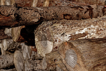 cold winter sunny morning in Bovaria