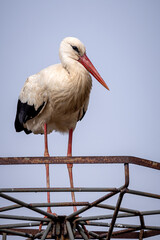 Weißstorch, Storchenparadies Podlachien