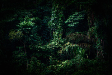 Tropical rainforest with dense vegetation, showcasing tall palm trees, vines, and lush greenery. The image captures a dark mood and dreamy atmosphere, emphasizing shadow and natural textures.