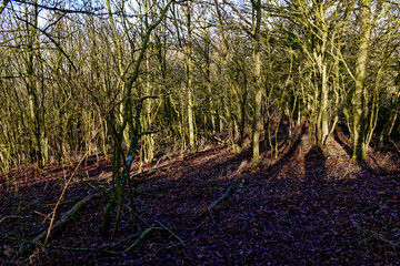 cold winter sunny morning in Bovaria