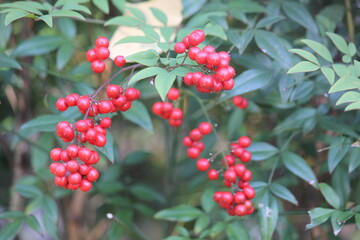 Image of a blooming zelkova tree on the Daecheongcheon Stream trail