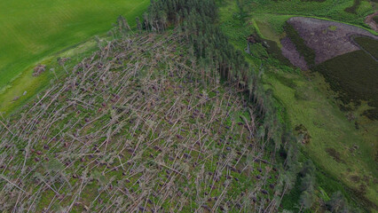 Aerial view of uprooted trees in forest caused by storm