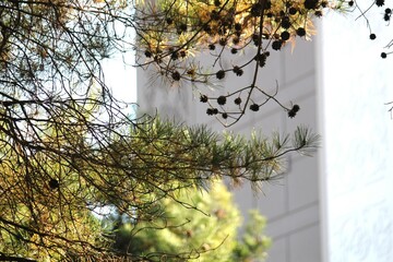 Image of pine needles in apartments near Daecheongcheon Stream walking trail