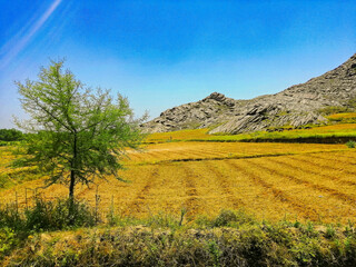 Obraz premium landscape with field and mountains