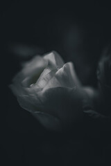 Obraz premium White rose in the dark