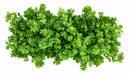 Obraz premium Cutout Larrea-divaricata plants for garden design or landscaping from the top view.