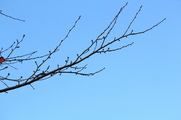 Image of a tree with fallen leaves in an apartment building near the Daecheongcheon Stream walking trail
