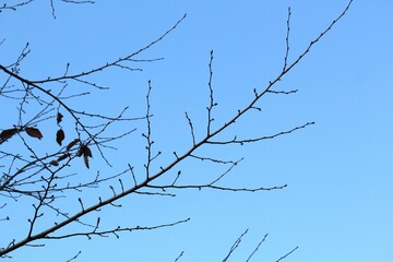 Image of a tree with fallen leaves in an apartment building near the Daecheongcheon Stream walking trail

