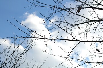Image of a tree with fallen leaves in an apartment building near the Daecheongcheon Stream walking trail
