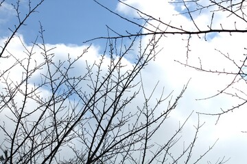 Image of a tree with fallen leaves in an apartment building near the Daecheongcheon Stream walking trail
