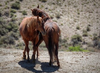 May I Have This Dance? Jeffcoat and Flicky, Wild Stallions of the Sand Wash Basin, Colorado